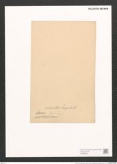 Stauroneis wittrockii Lagerst. (de-Toni-Nr.: Genus 6, Species 924) Zeichnungen Sammlung Grunow (NHMW-BOT-W0368680)